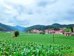 党建引领优化服务 湖北兴山基层治理＂晋位升级