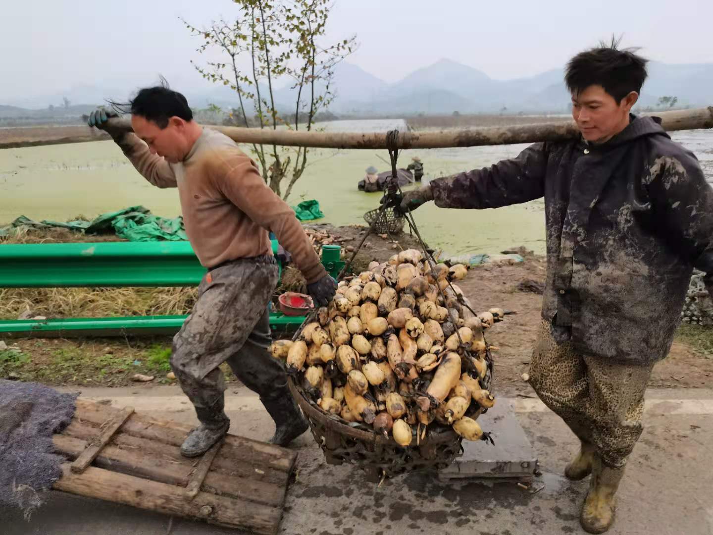 阳新县半壁山管理区用产业+生态同步推进乡村振兴