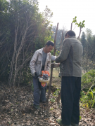 阳新县坳上村：干群结亲强，文明新风旺