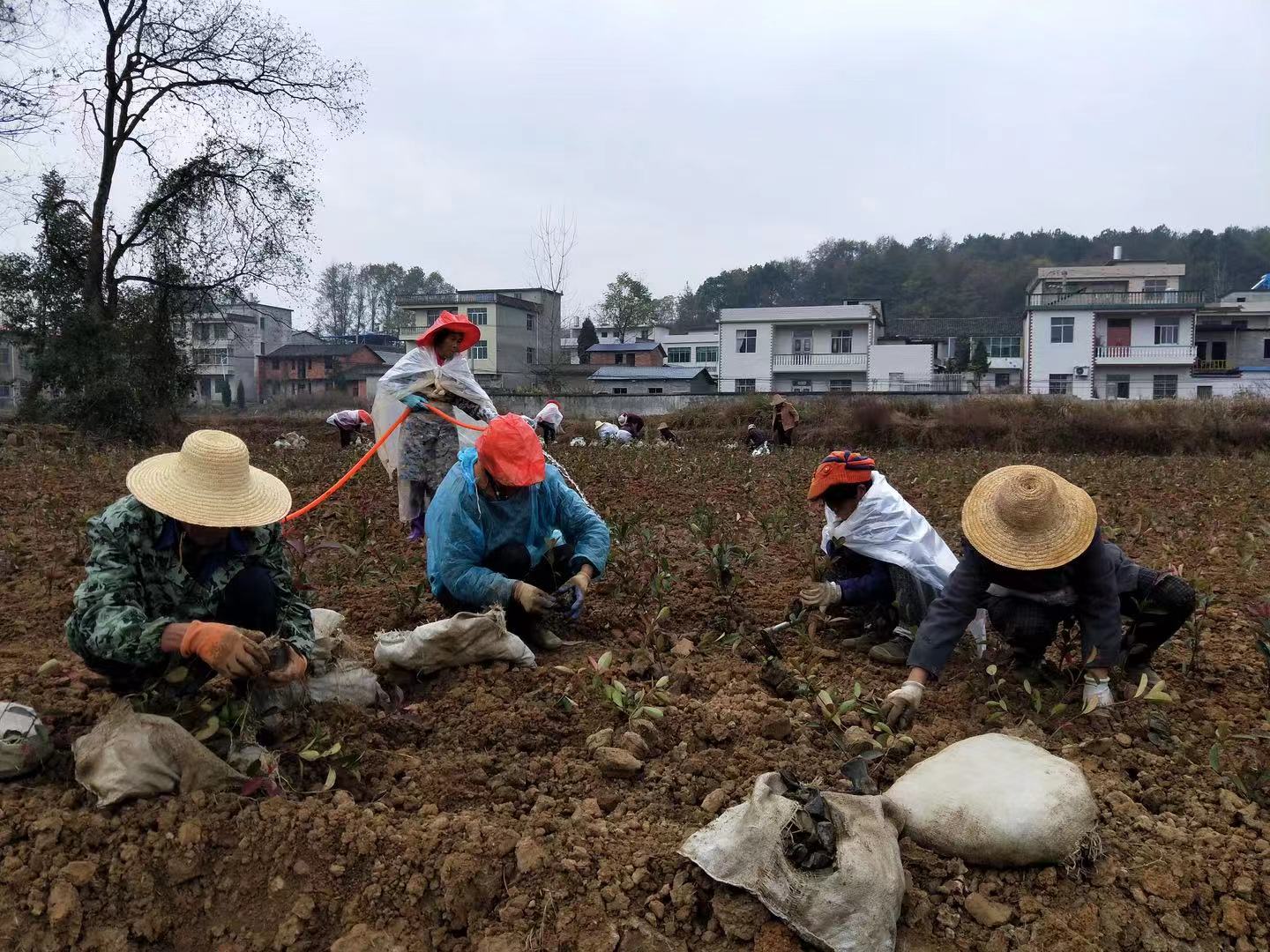 兴村富民好办法 黄石市公桥村大力发展花卉苗木产业