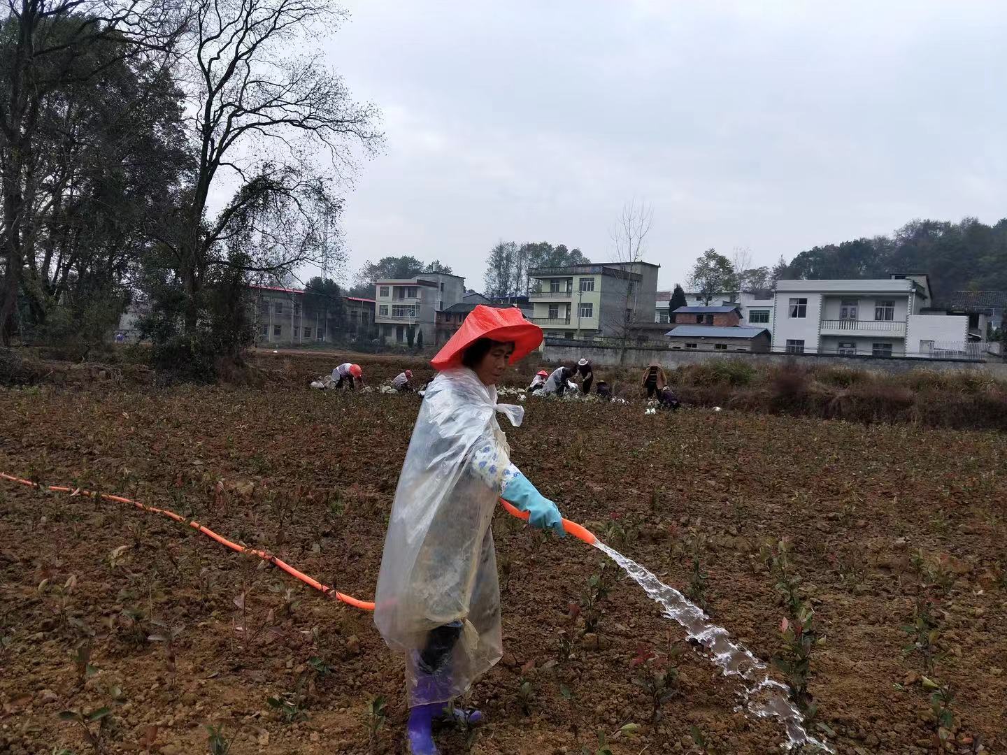 兴村富民好办法 黄石市公桥村大力发展花卉苗木产业